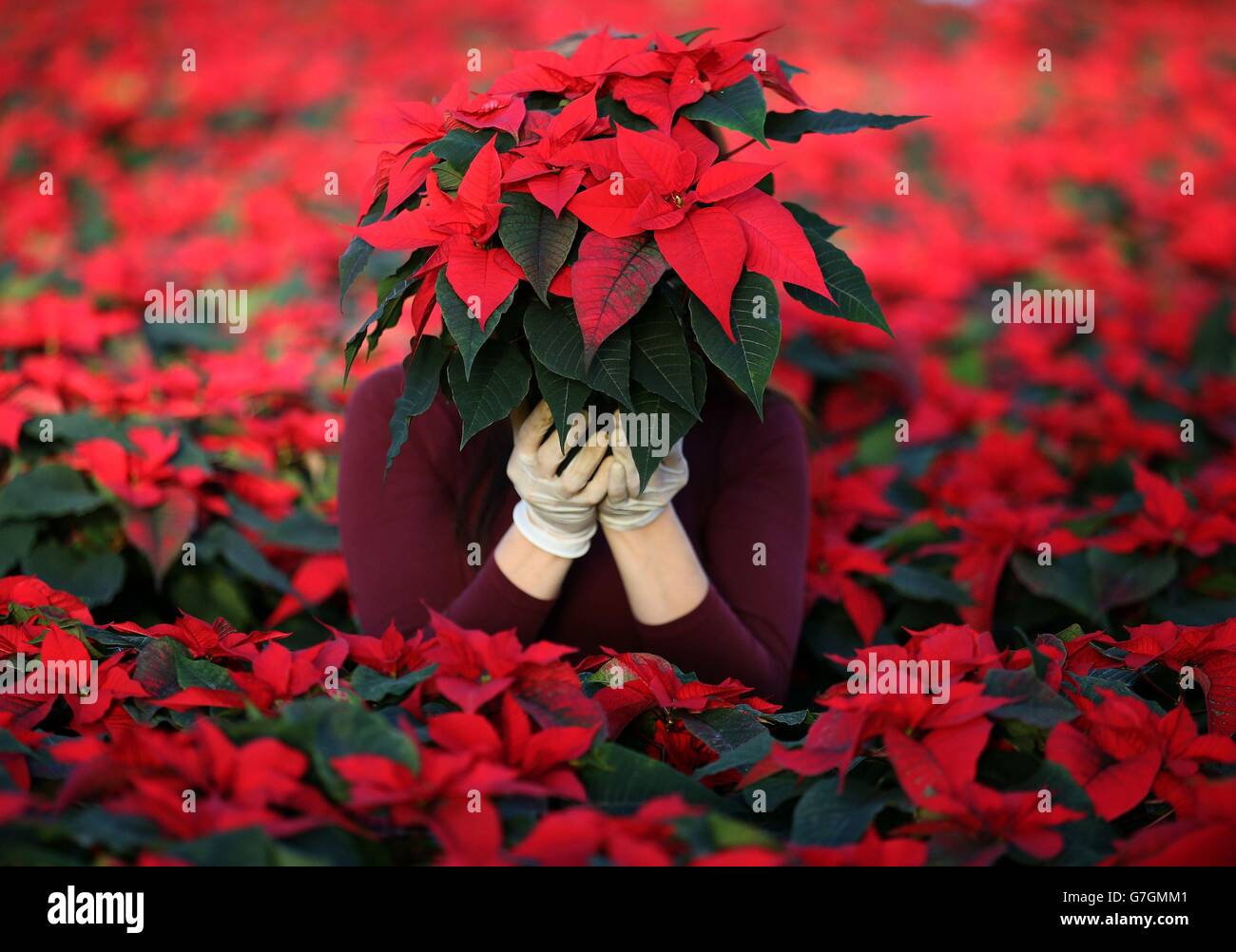 Evangelina Demkova, from Pentland Plants near Edinburgh, in one of the greenhouses amongst 100,000 red poinsettia as they are prepared and checked prior to being distributed to customers ahead of Christmas. Stock Photo