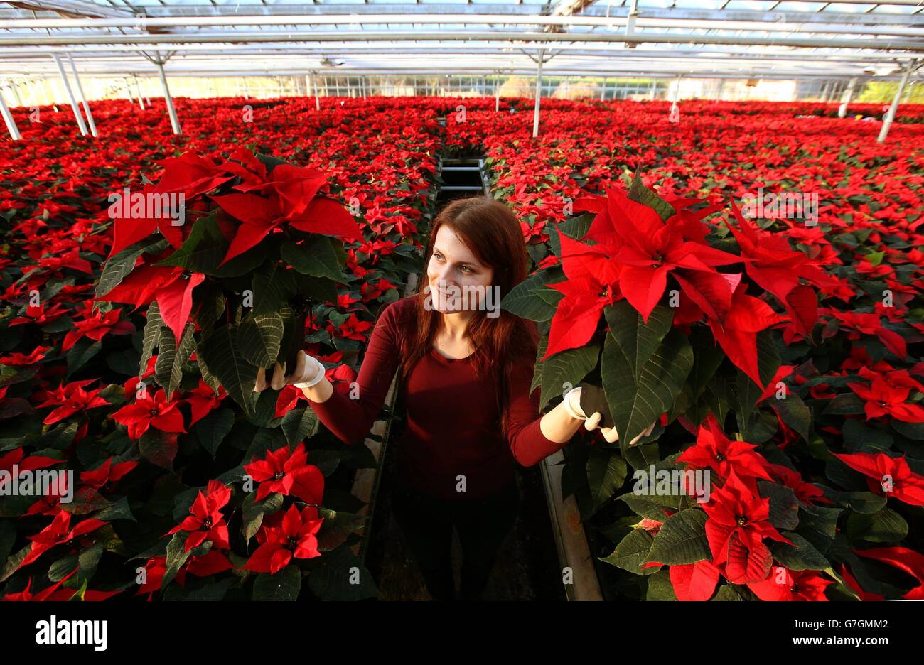 Poinsettia farm - Edinburgh Stock Photo