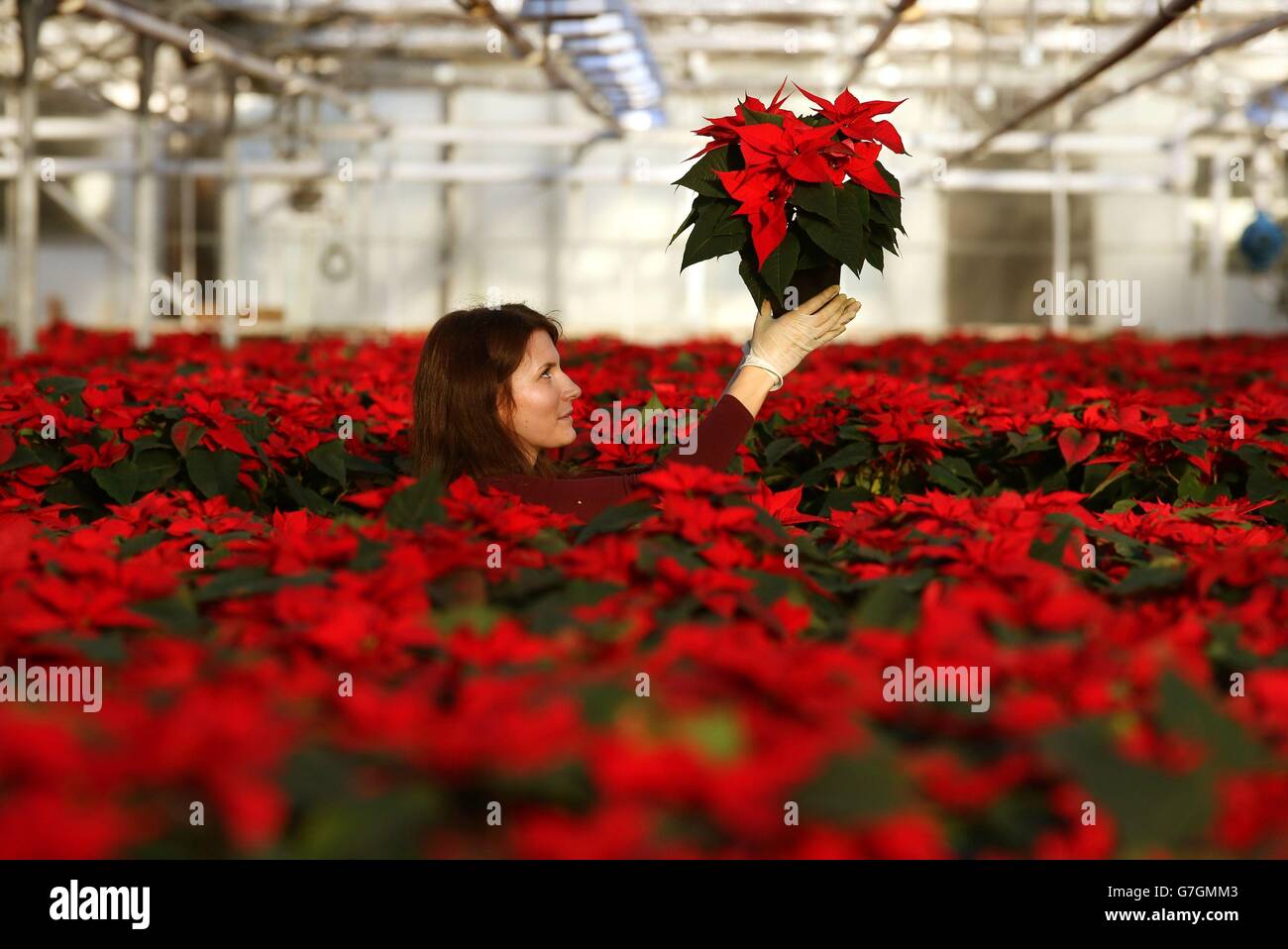 Poinsettia farm - Edinburgh Stock Photo