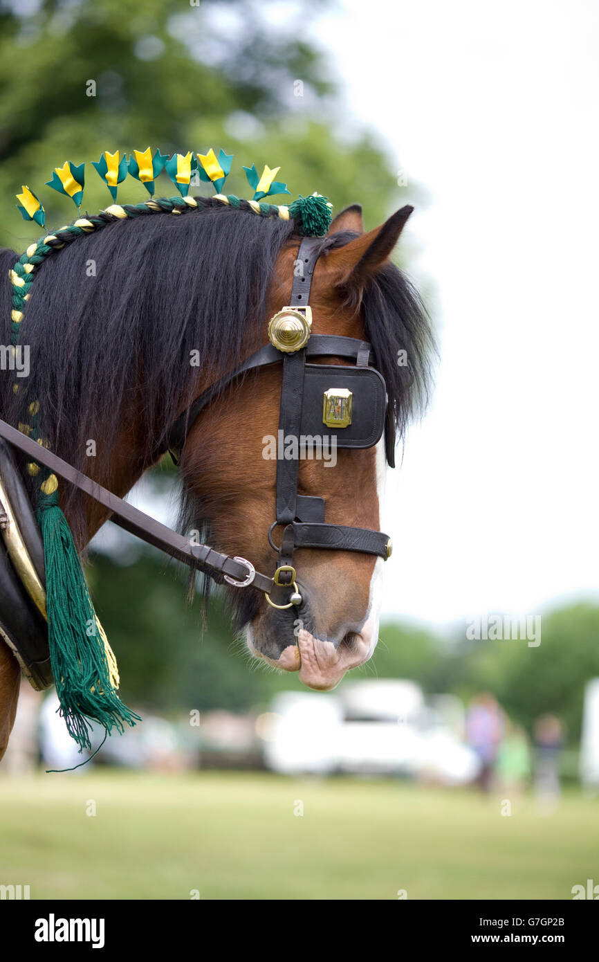 Plow horse harness hi-res stock photography and images - Alamy
