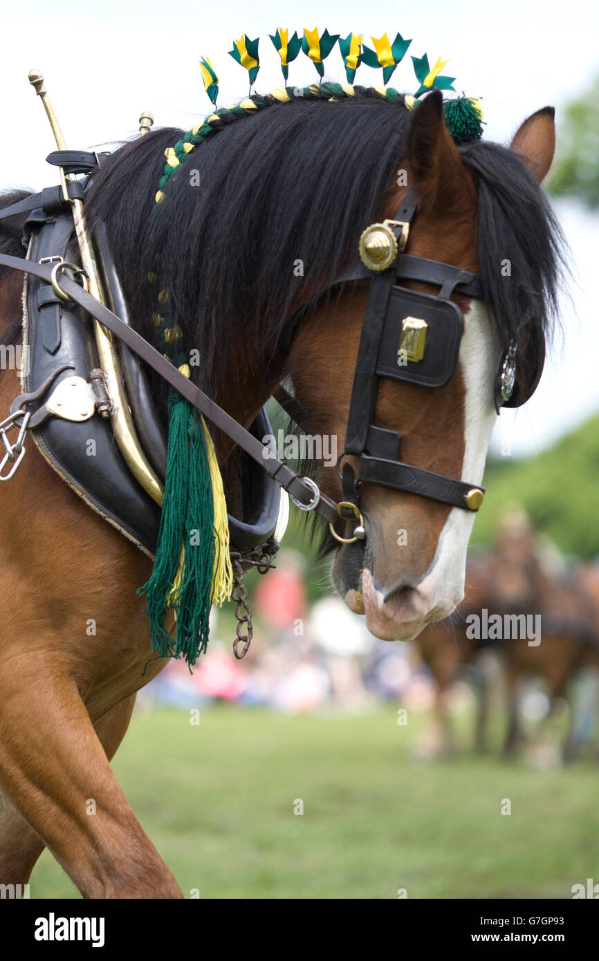 Shire horse in harness Stock Photo Alamy