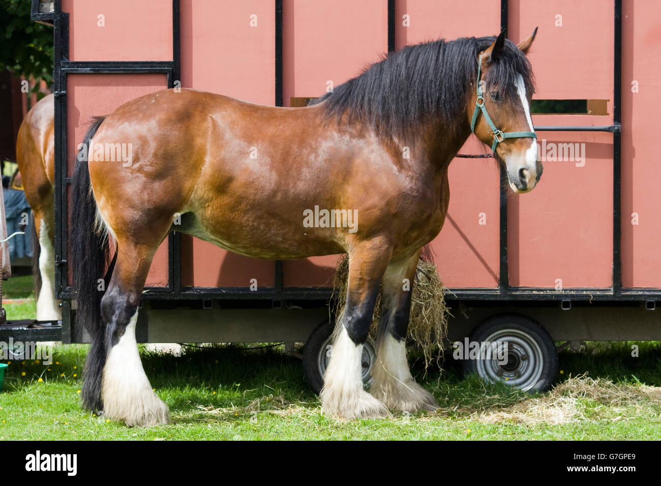 Shire horse tied to a horse box Stock Photo
