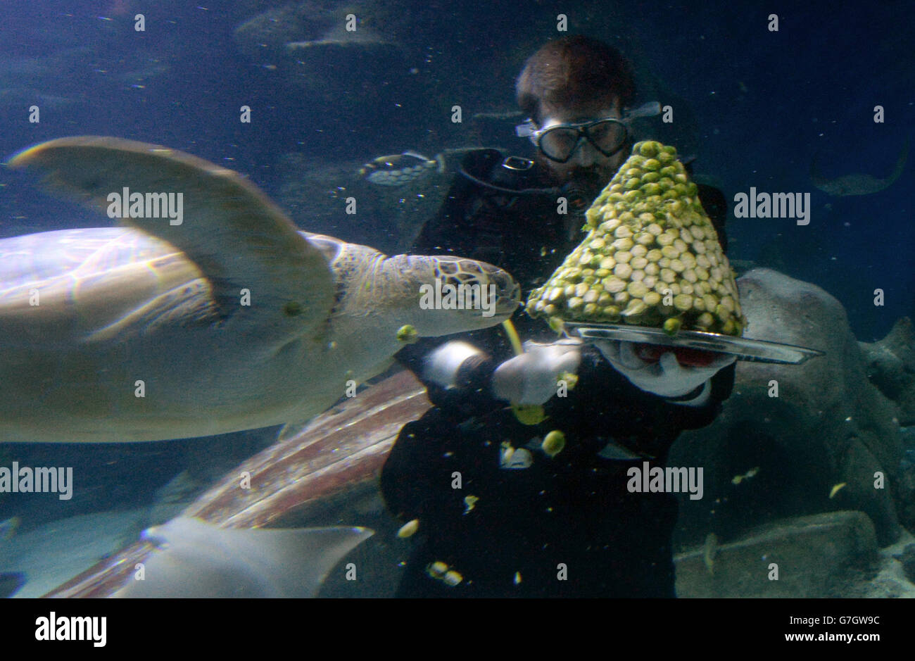 Charles-Edouard Fusari feeds sprouts to Greedy Boris, a rare Green Sea ...
