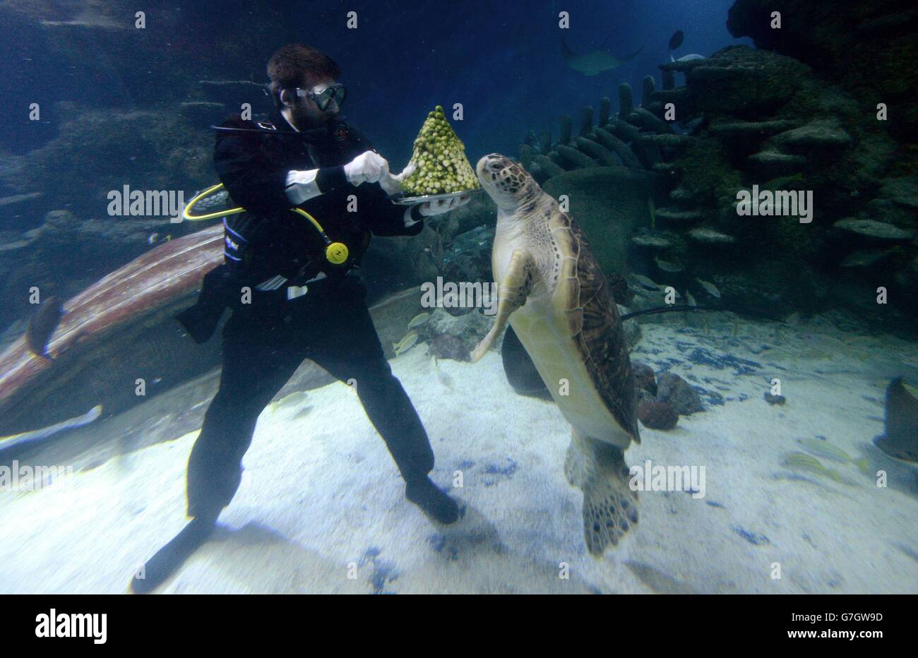 Charles-Edouard Fusari feeds sprouts to Greedy Boris, a rare Green Sea ...