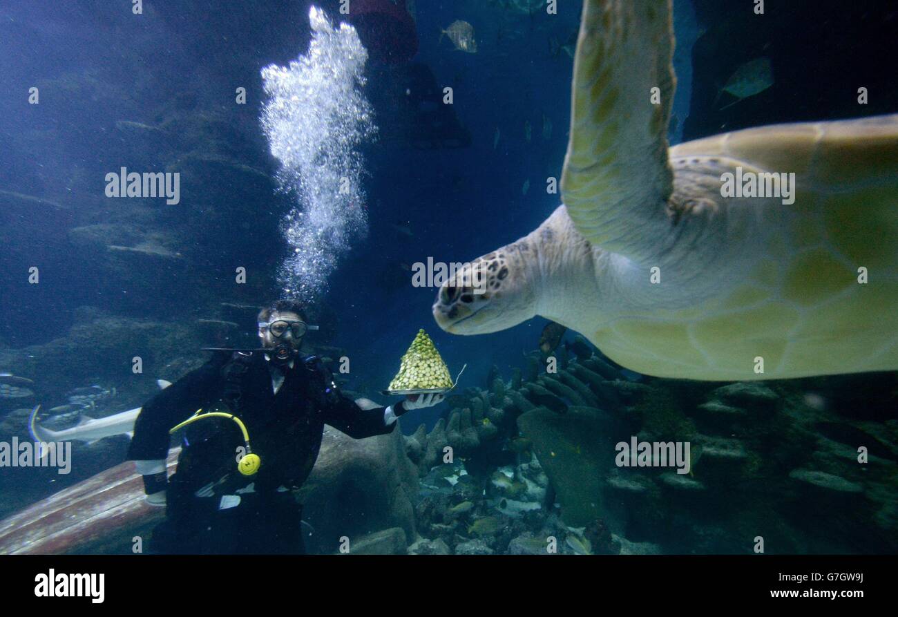 Charles-Edouard Fusari feeds sprouts to Greedy Boris, a rare Green Sea ...