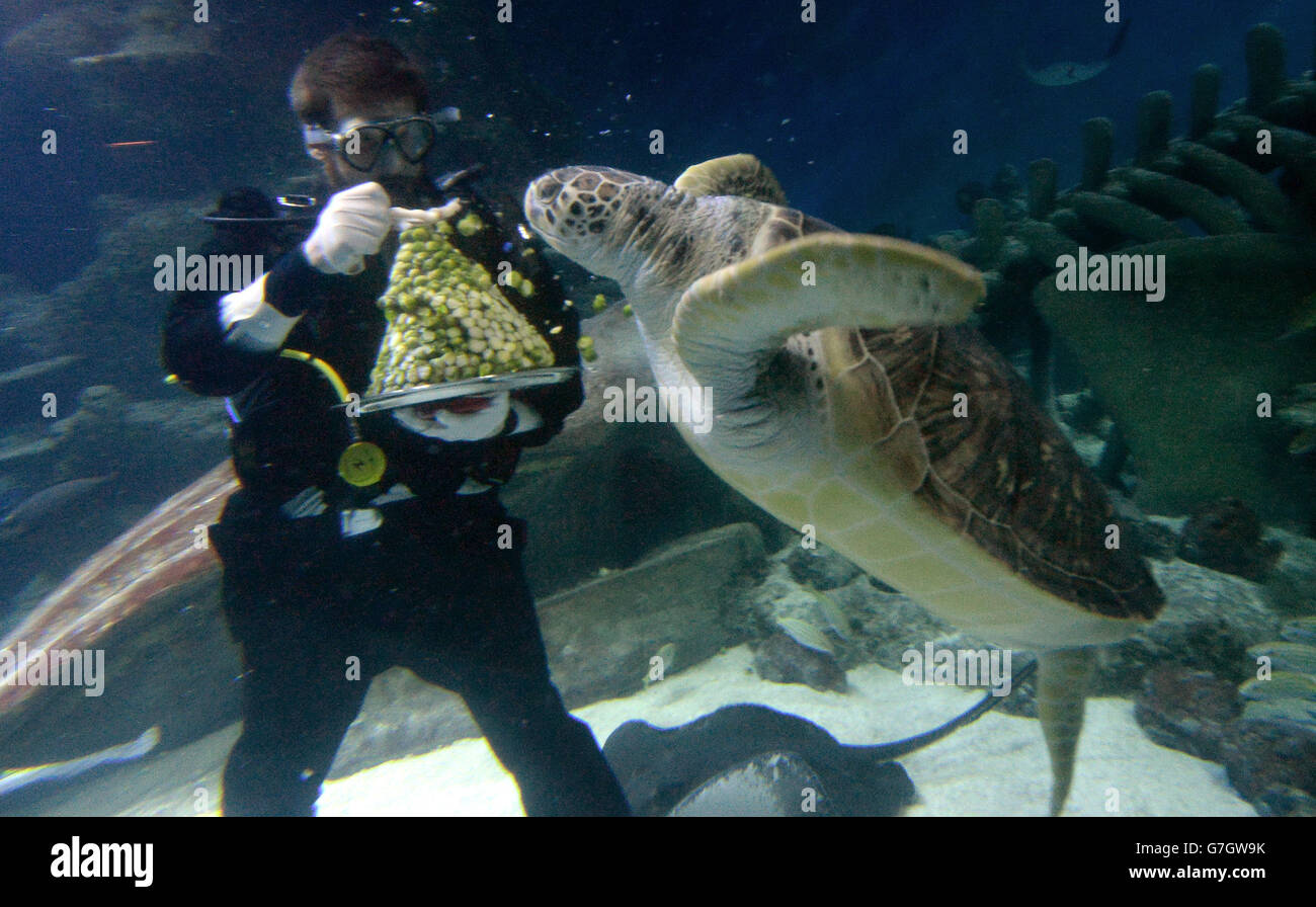 Charles-Edouard Fusari feeds sprouts to Greedy Boris, a rare Green Sea ...