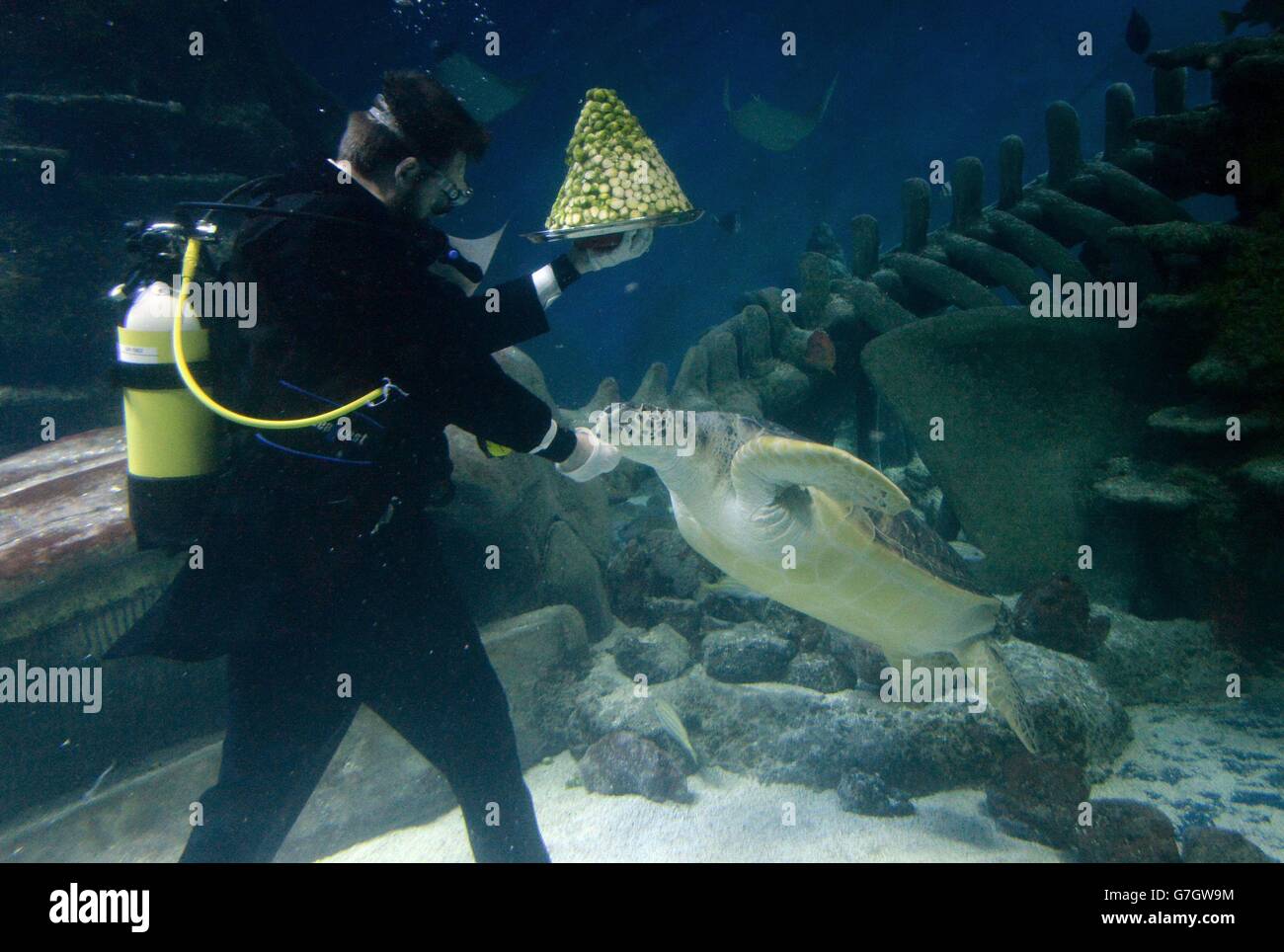 Charles-Edouard Fusari feeds sprouts to Greedy Boris, a rare Green Sea ...
