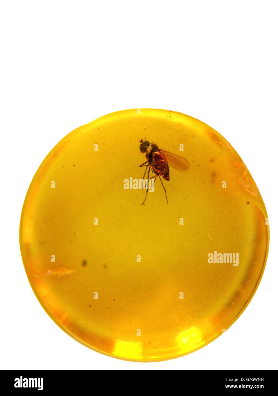 Amber with embedded insect Stock Photo