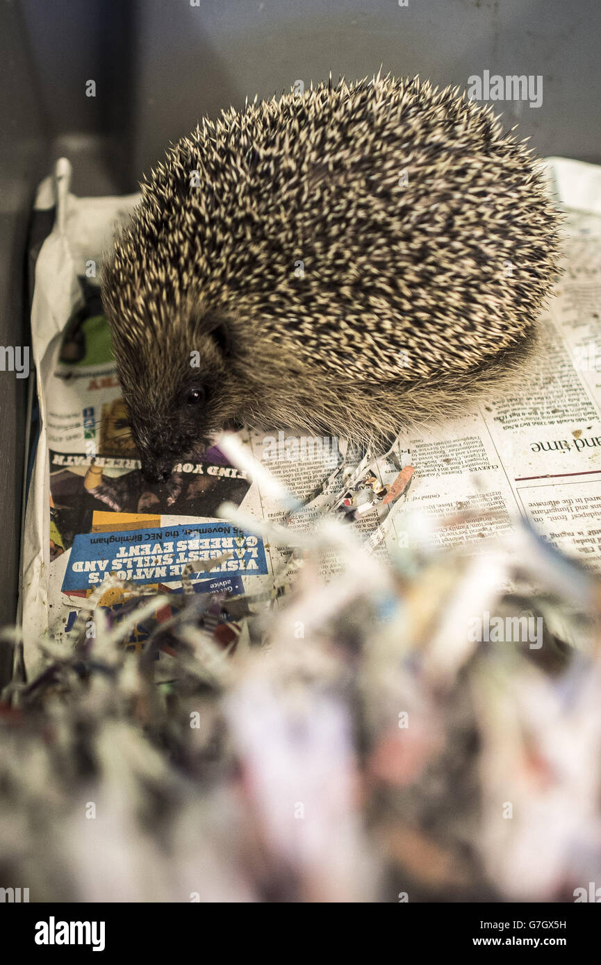 A rescued hedgehog in a temporary home made of shredded newspaper at the West Hatch RSPCA