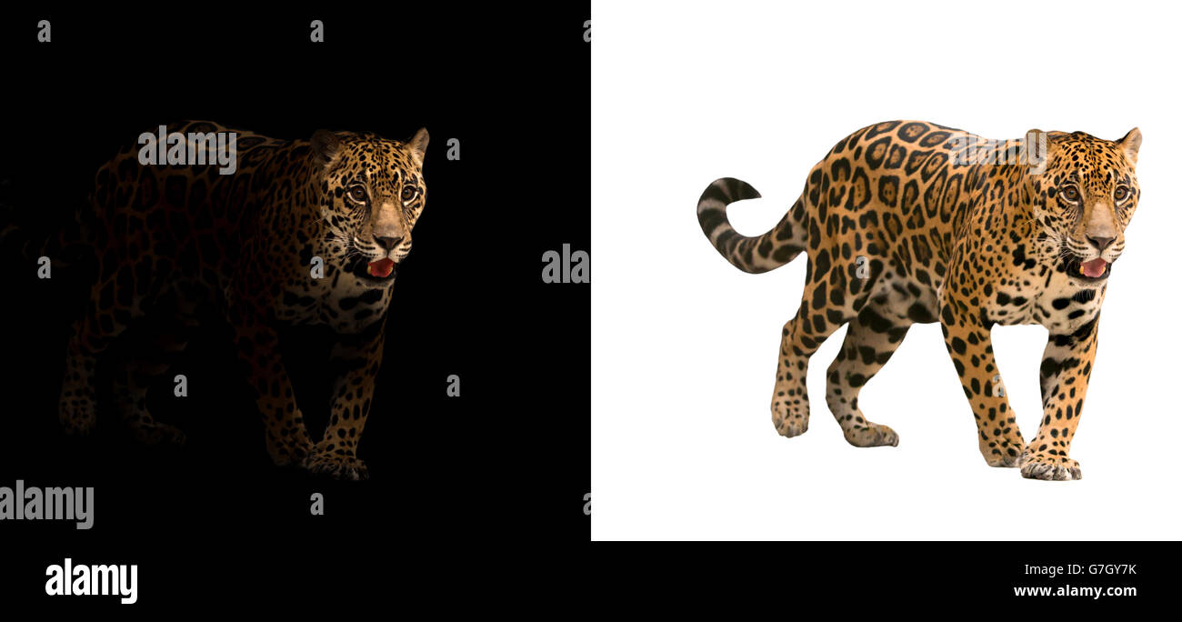 jaguar on black background and jaguar on white background Stock Photo