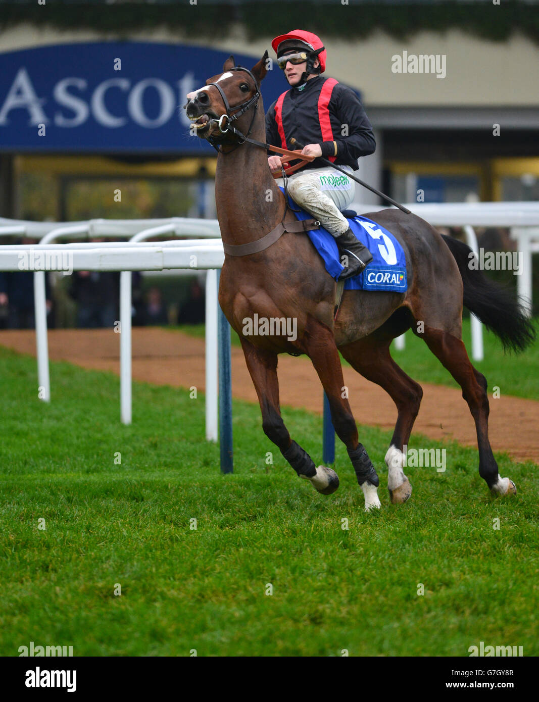 Racing ascot branding rider jockey coral hi-res stock photography and ...