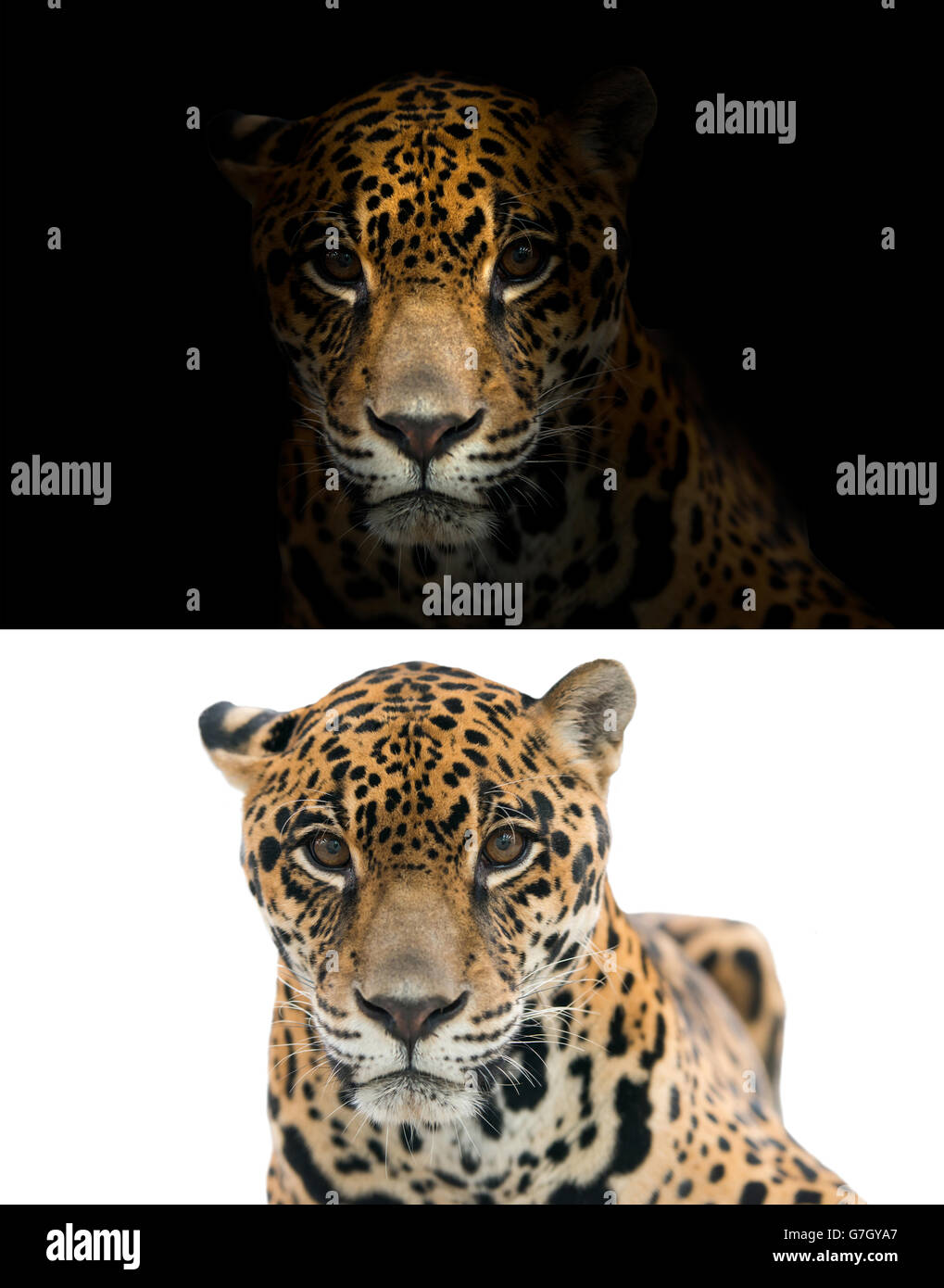 jaguar on black background and jaguar on white background Stock Photo