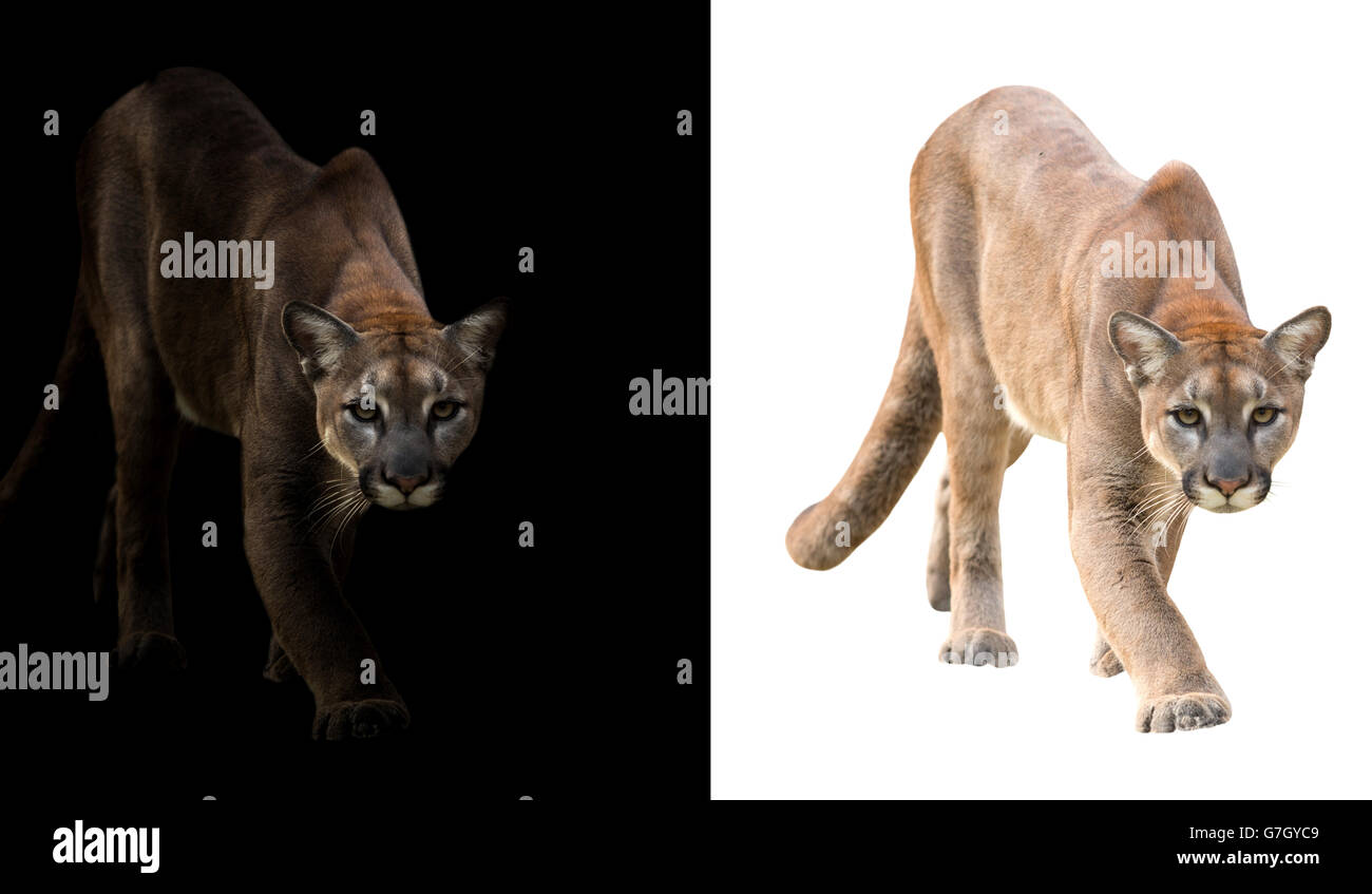 Puma cat night hi-res stock photography and images - Alamy