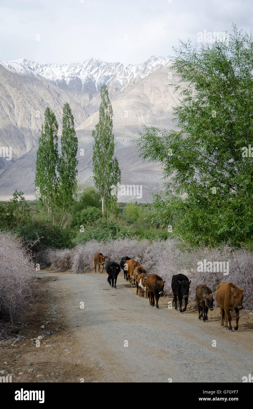 Cows returning home to village at the end of the day, Diskit, Nubra Valley, near Leh, Ladakh, Jammu and Kashmir, India Stock Photo