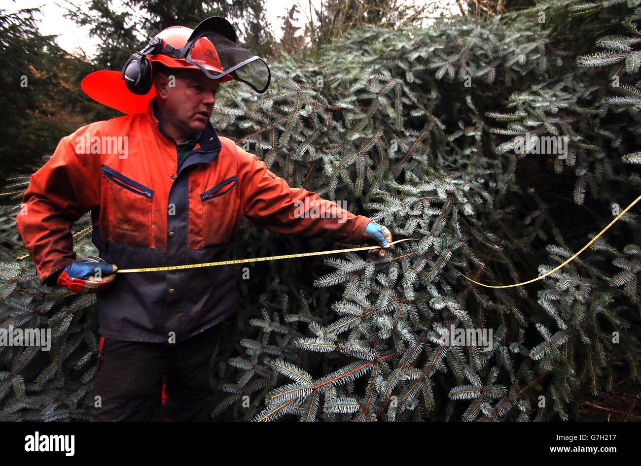 Ranger brian ewart from the forestry commission scotland measures tree