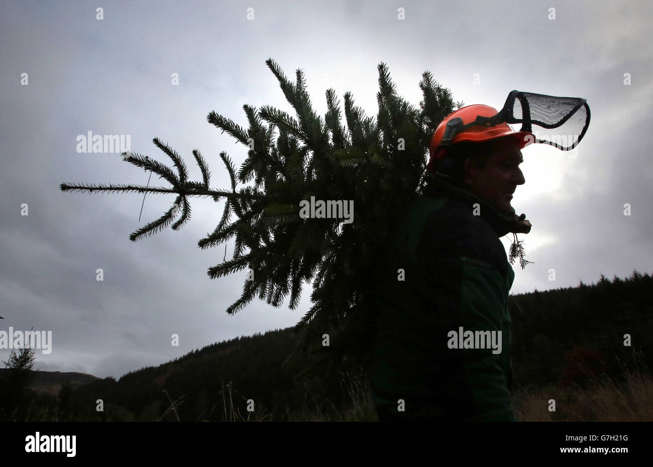 Forestry Commission Scotland ranger Ross Moffa carries a Spruce tree in