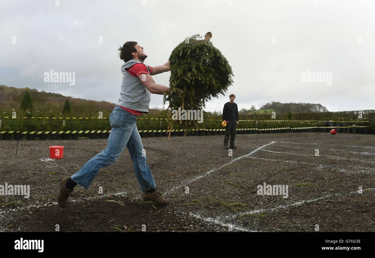 The UK Christmas Tree Throwing Championships Stock Photo Alamy
