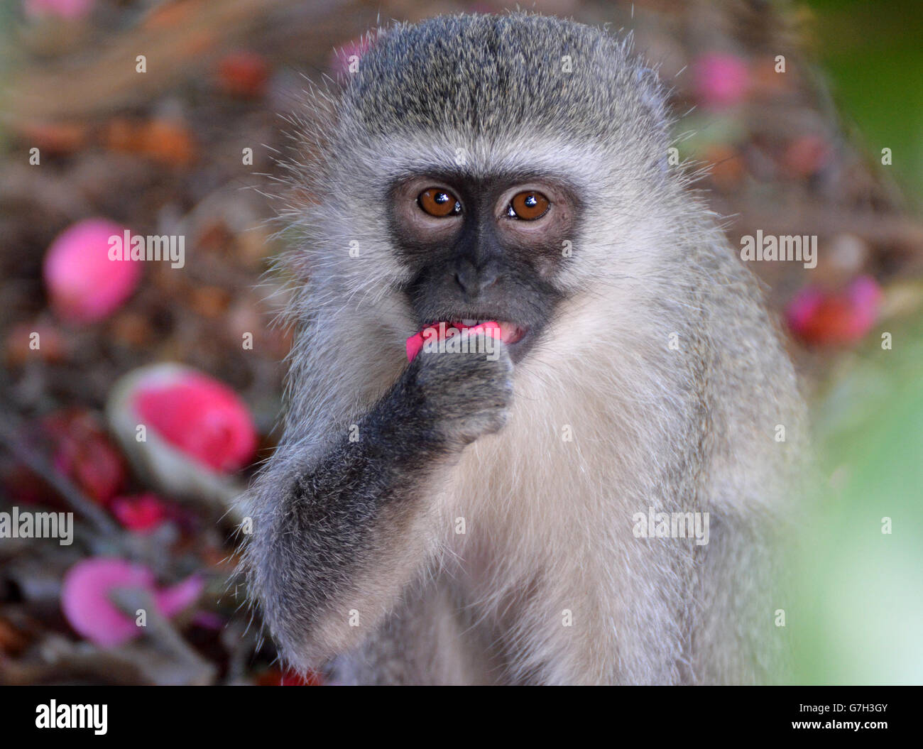 Vervet Monkey eating flowers Stock Photo Alamy