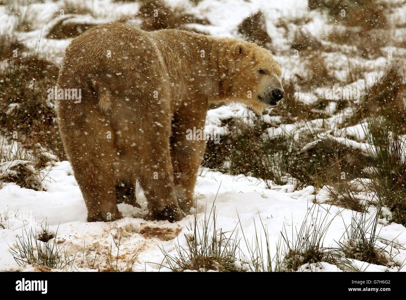 Scotland's only Polar Bears Walker (pictured) and Arktos in the snow, as they celebrate their joint birthday and tuck into special icy cakes at Highland Wildlife Park. Stock Photo