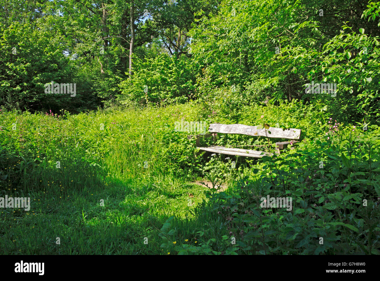 A wooden seat by a footpath in the ancient woodland of Wayland Wood, near Watton, Norfolk, England, United Kingdom. Stock Photo