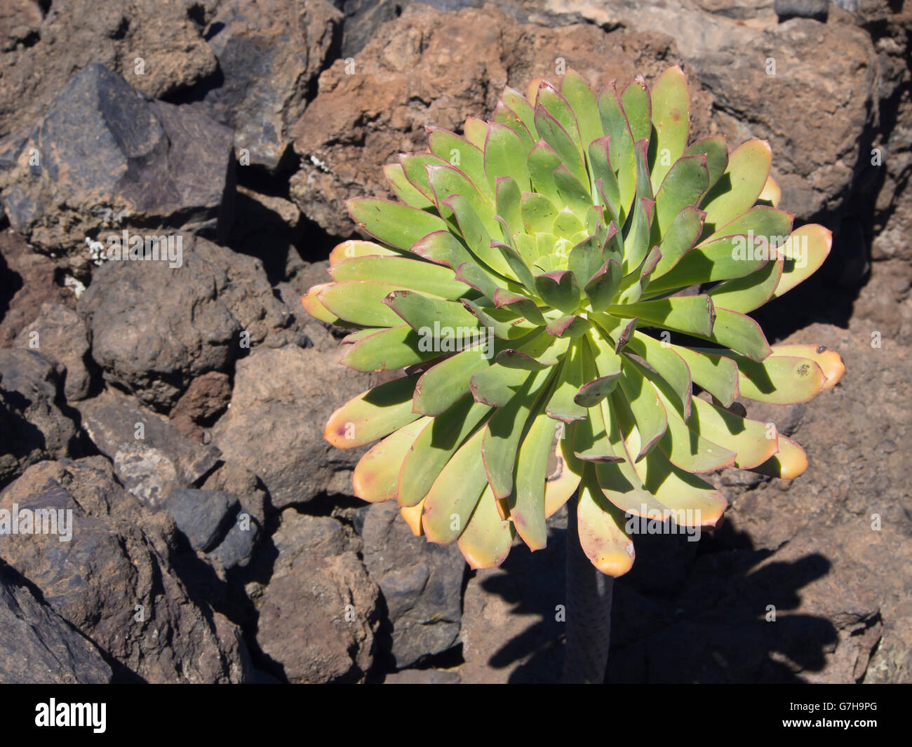 Aeonium pseudourbicum (probably) a succulent growing in the lava fields of Tenerife Canary Islands Spain near Arguayo Stock Photo