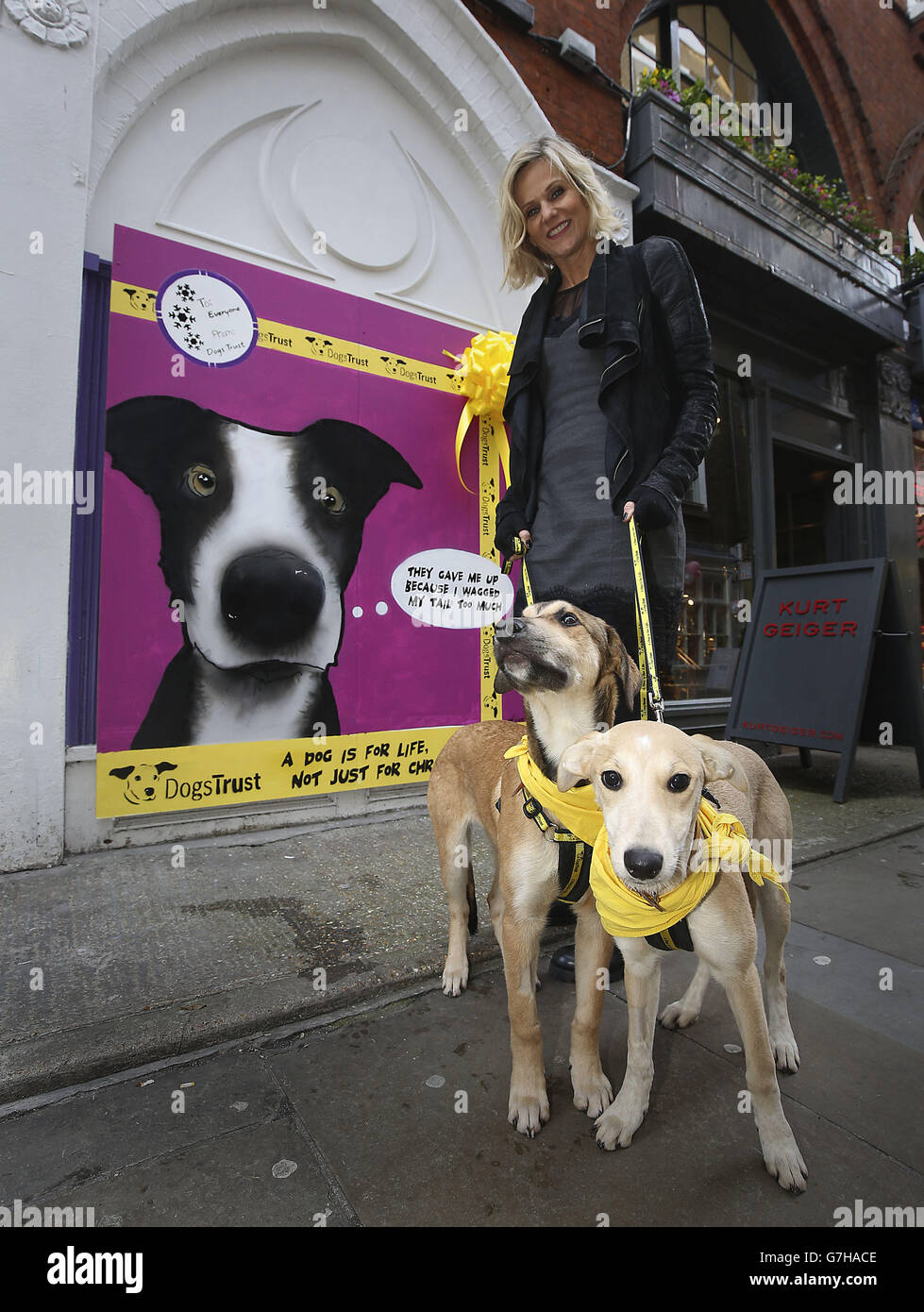 Launch of the Dogs Trust Christmas campaign Stock Photo Alamy