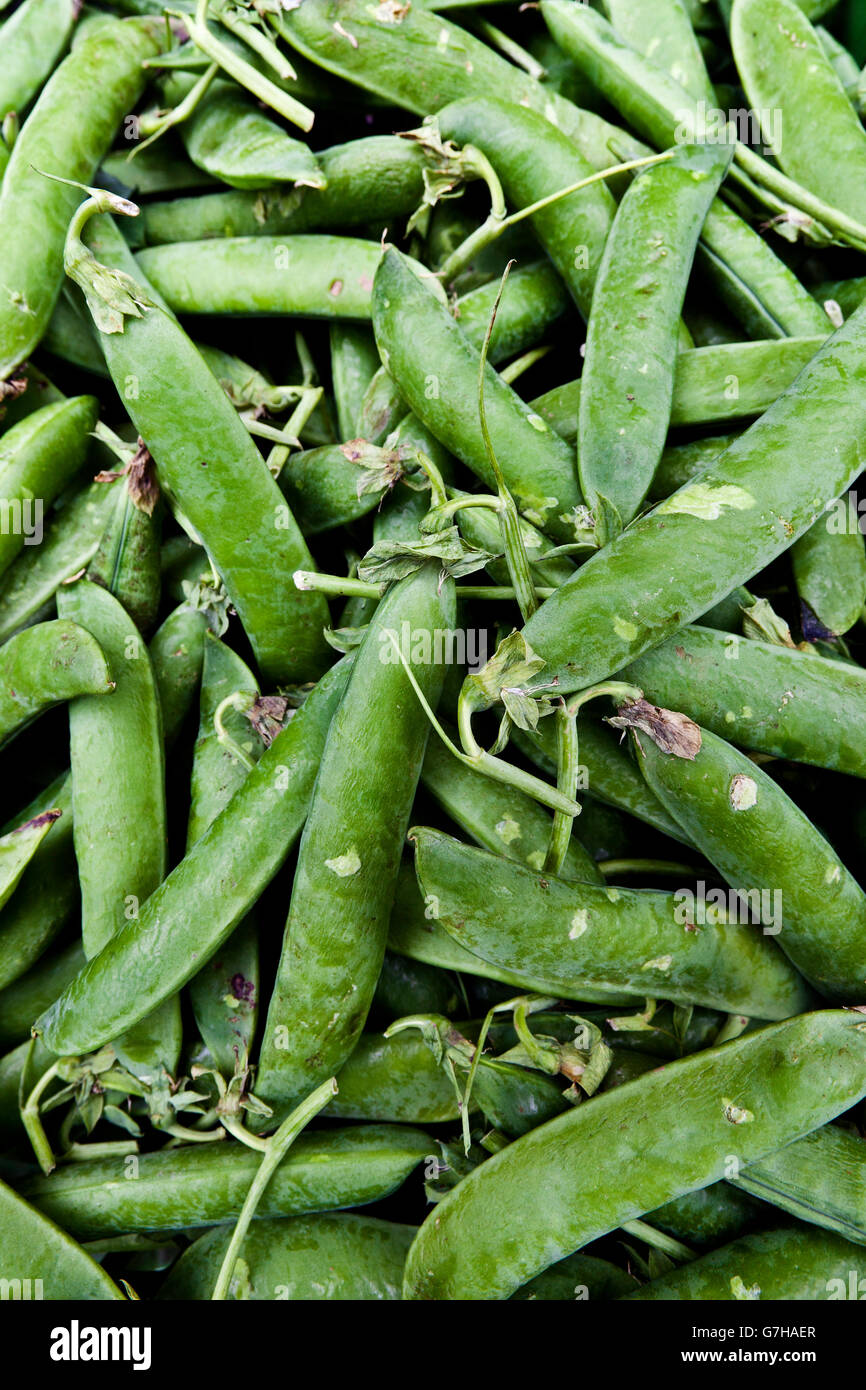 Green beans (Phaseolus vulgaris Stock Photo Alamy