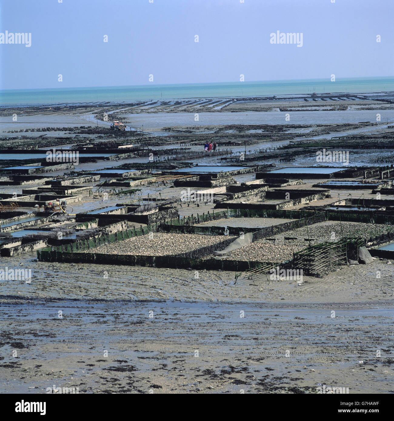 Cancale Oyster beds at low tide, Bretagne, Brittany, France, Europe Stock Photo