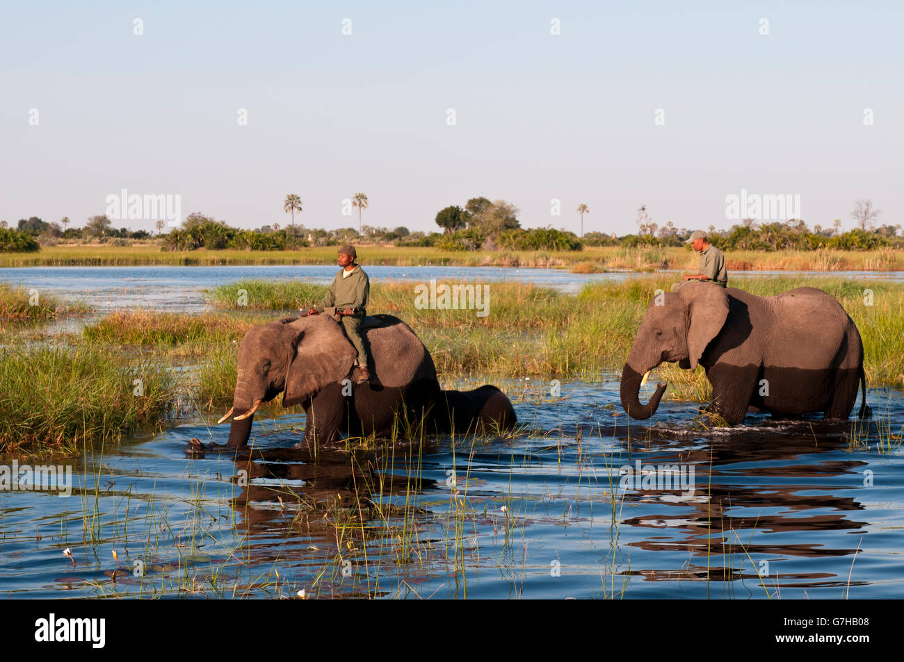 elephant back safari botswana