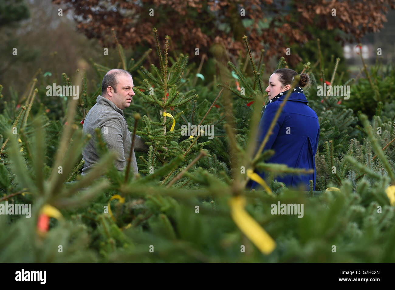 A couple mull over their choice of Christmas tree at Keele Christmas