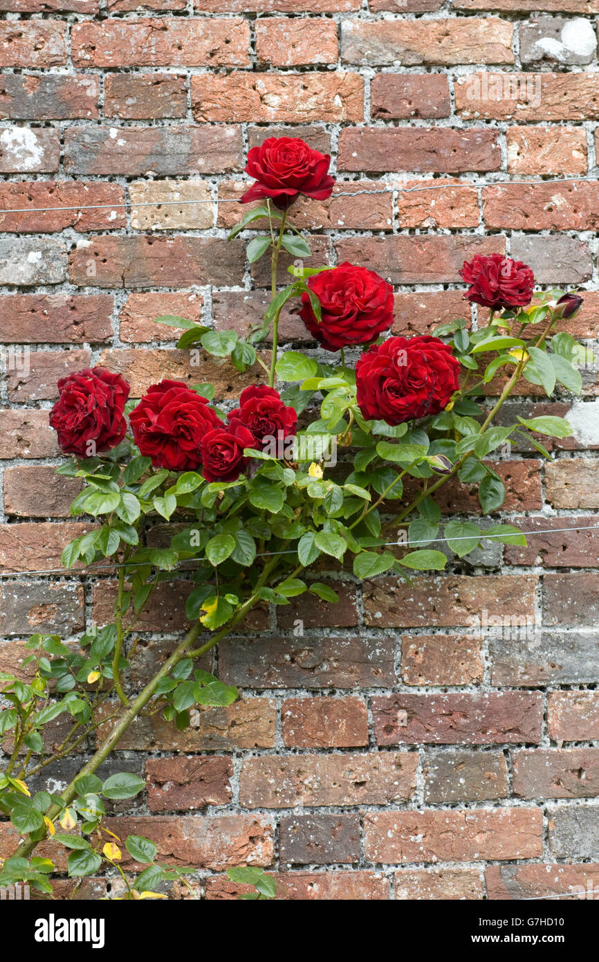 Roses – Brick City Bricks