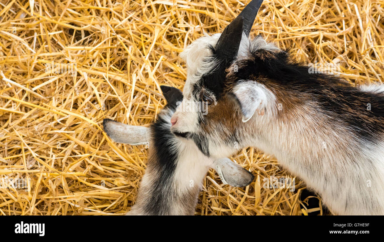 Two Pygmy Goats Stock Photo