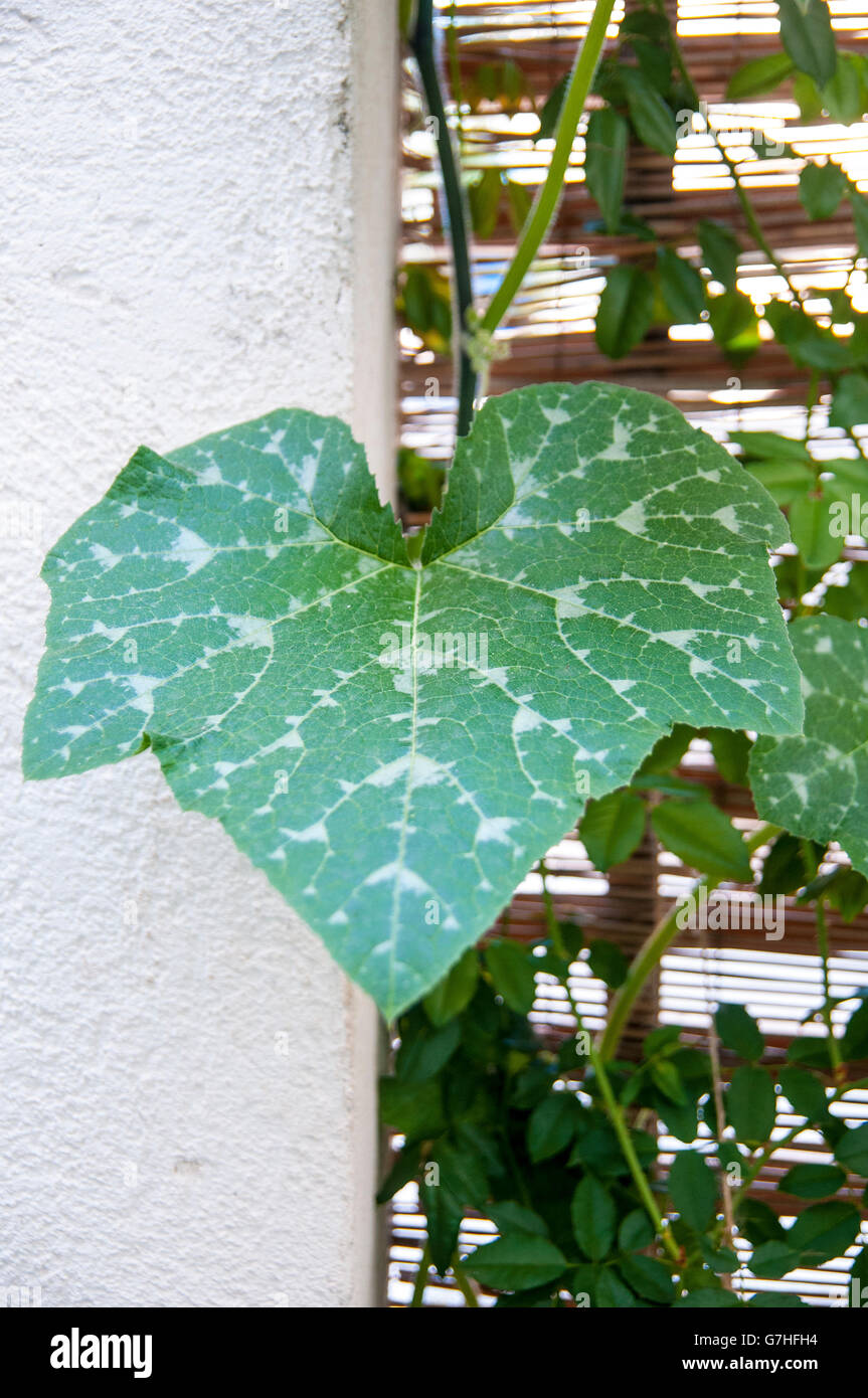 Pumpkin plant grows in a garden Stock Photo - Alamy