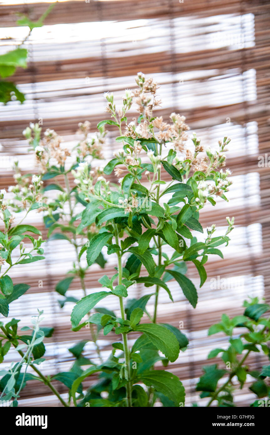 Flowering Stevia rebaudiana (commonly known as candyleaf, sweetleaf, sweet leaf, or sugarleaf.) widely grown for its sweet leave Stock Photo