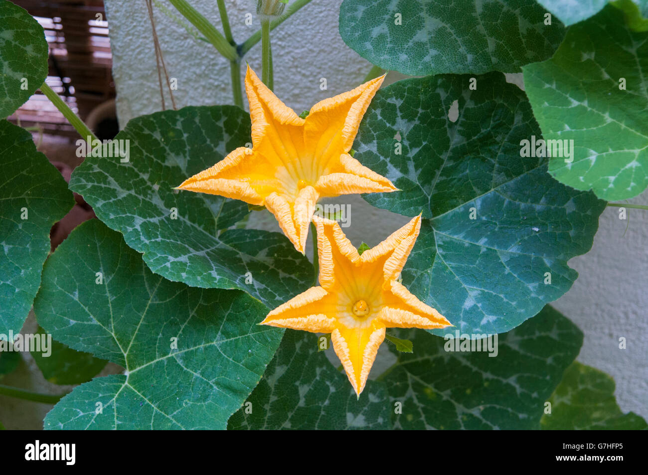 Pumpkin plant with large yellow flowers grows in a garden Stock Photo ...