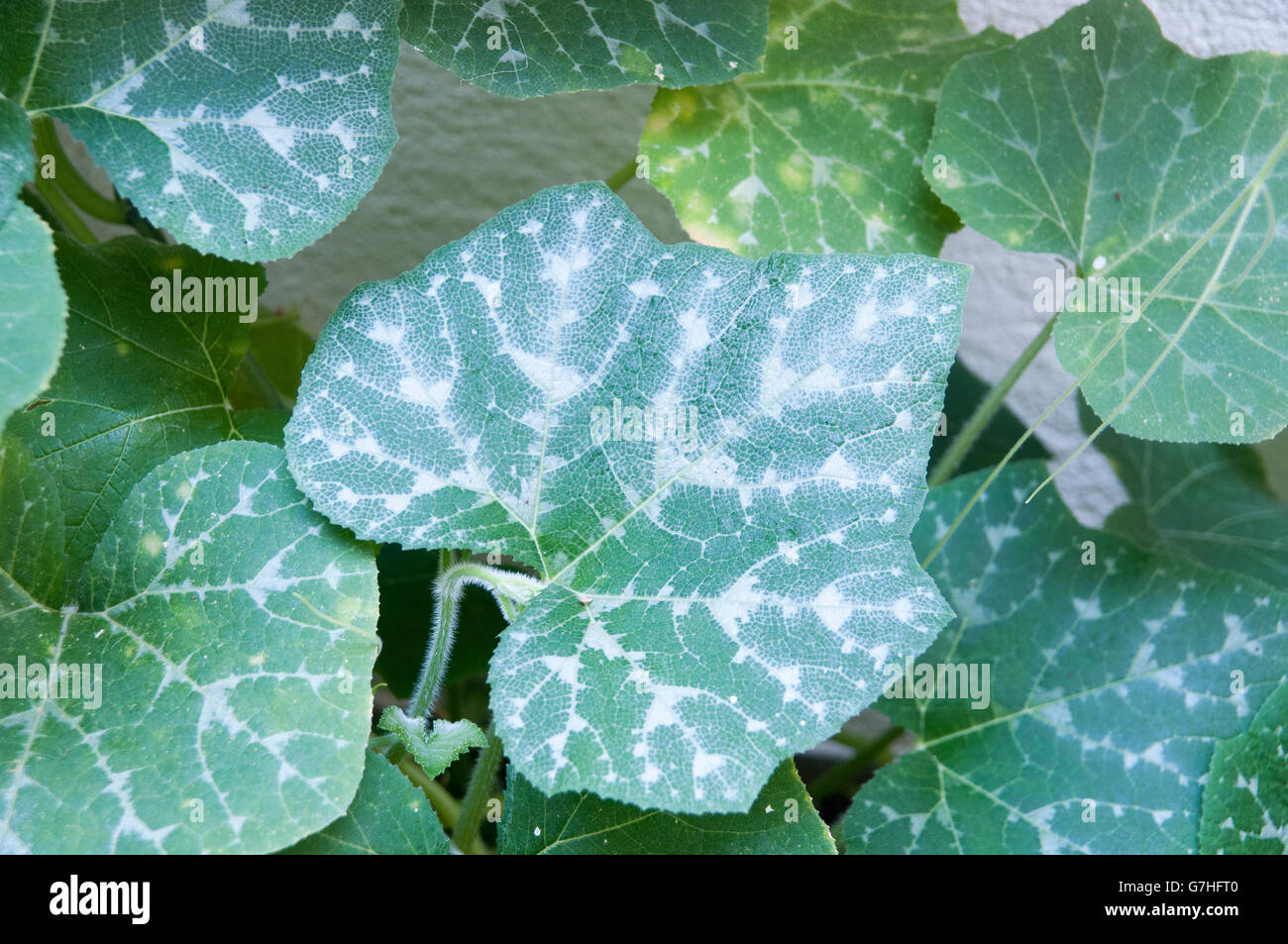 Pumpkin plant grows in a garden Stock Photo - Alamy