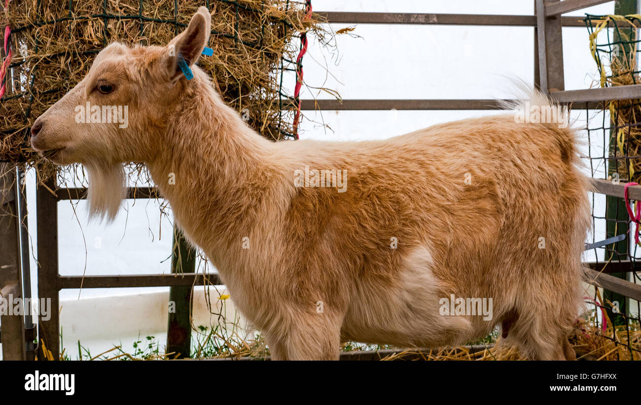Brown Pygmy Goat in pen Stock Photo Alamy