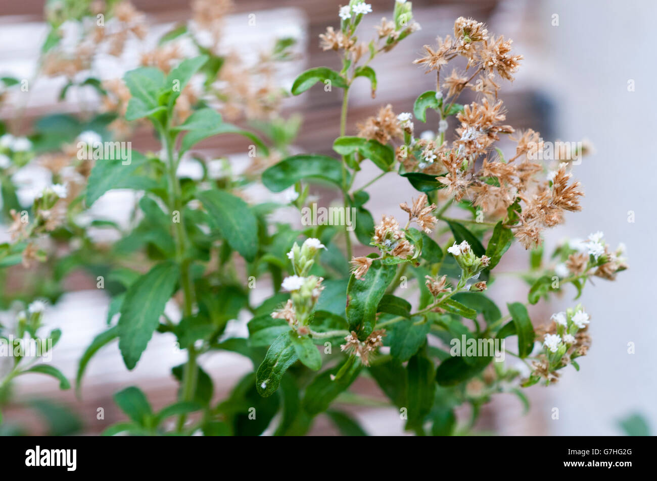 Flowering Stevia rebaudiana known as candyleaf, sweetleaf, sweet leaf, or sugarleaf
