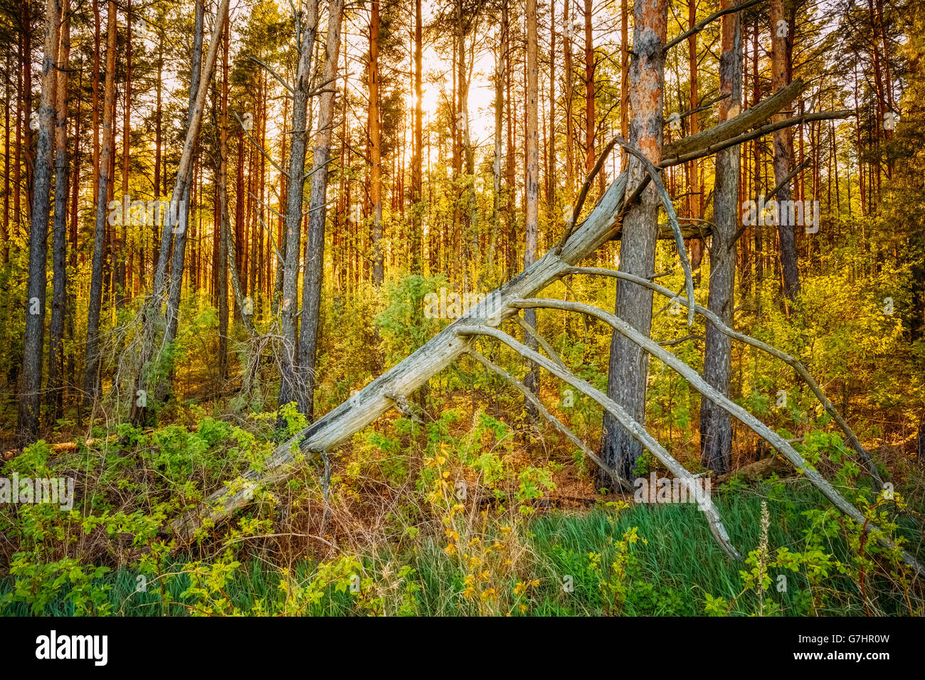 Windfall In Forest. Storm Damage. Fallen Tree In Coniferous Forest After Strong Hurricane Wind In Russia Stock Photo
