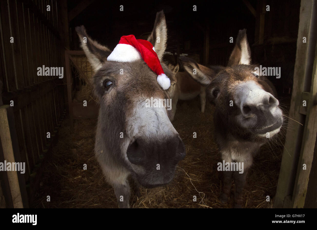 Donkeys celebrate Christmas Stock Photo Alamy