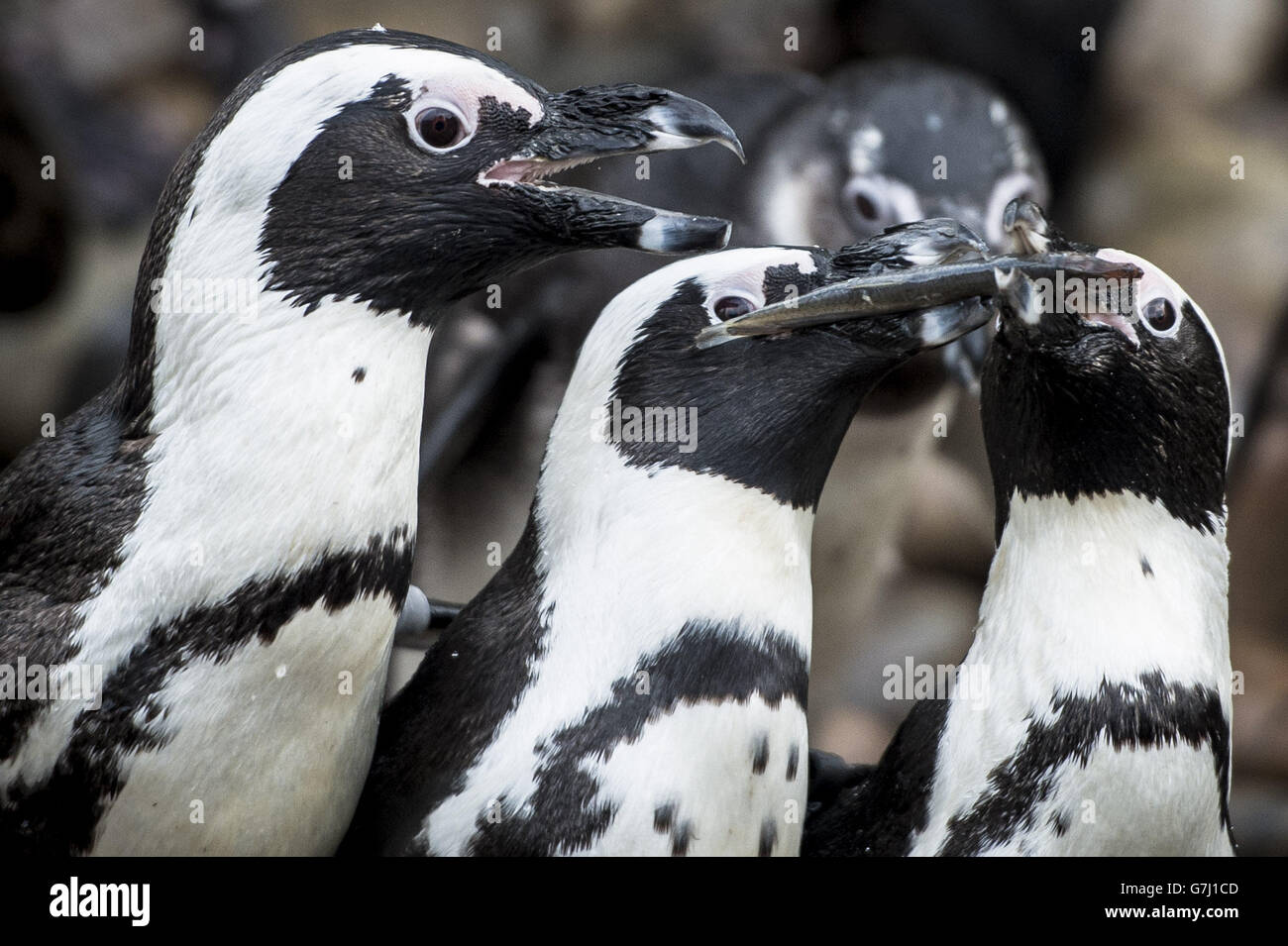 Bristol Zoo annual census Stock Photo Alamy
