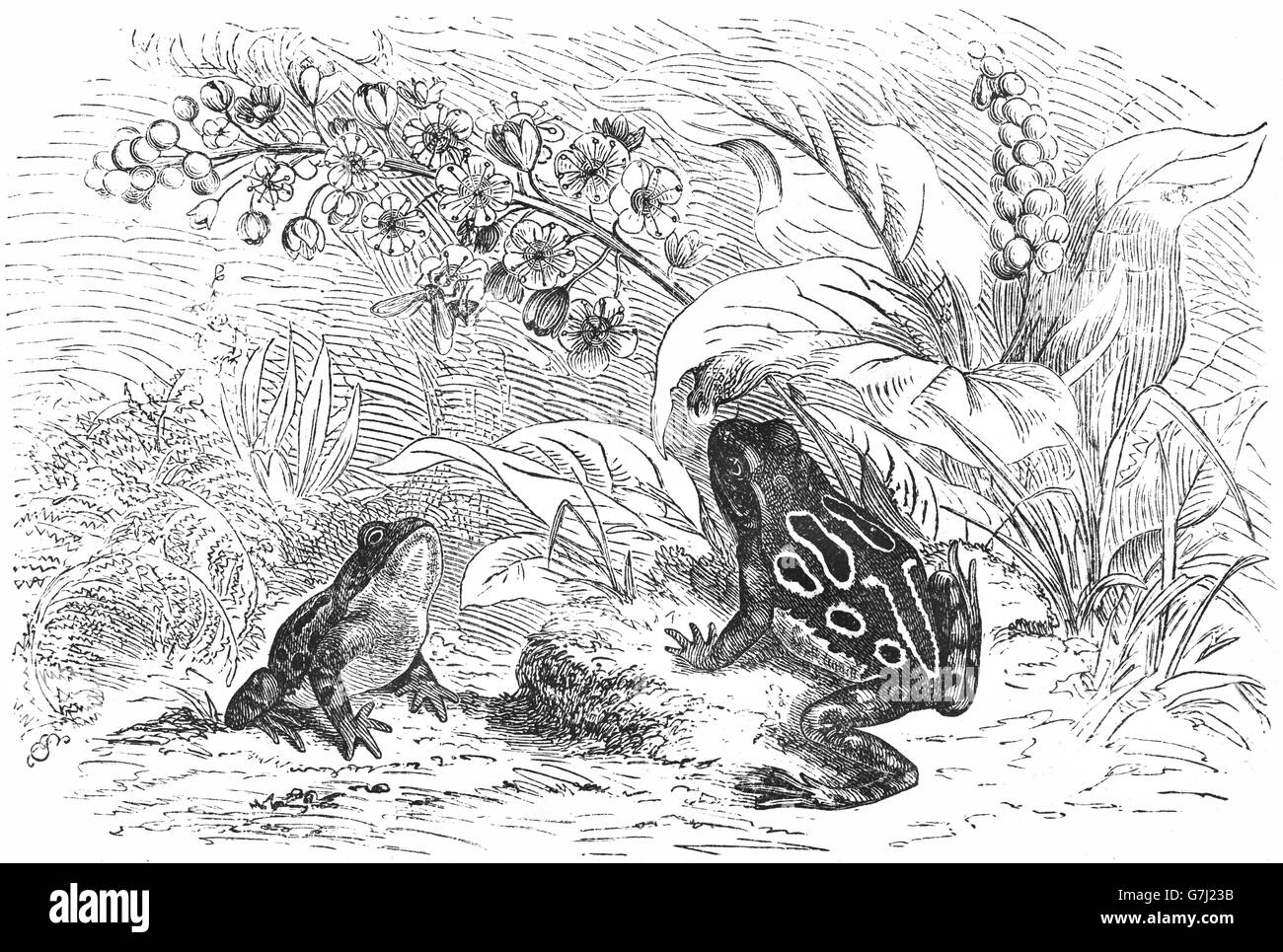 Ornate chorus frog, Pseudacris ornata, Hylidae, Rana ornata, Cystignathus ornatus, Chorophilus ornatus, illustration from book d Stock Photo