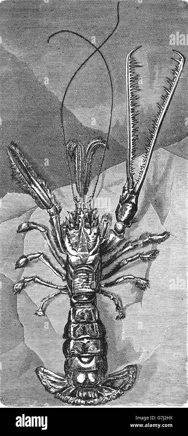 Thaumastocheles zaleucus, Atlantic pincer lobster, Atlantic deep-sea lobster, illustration from book dated 1904 Stock Photo