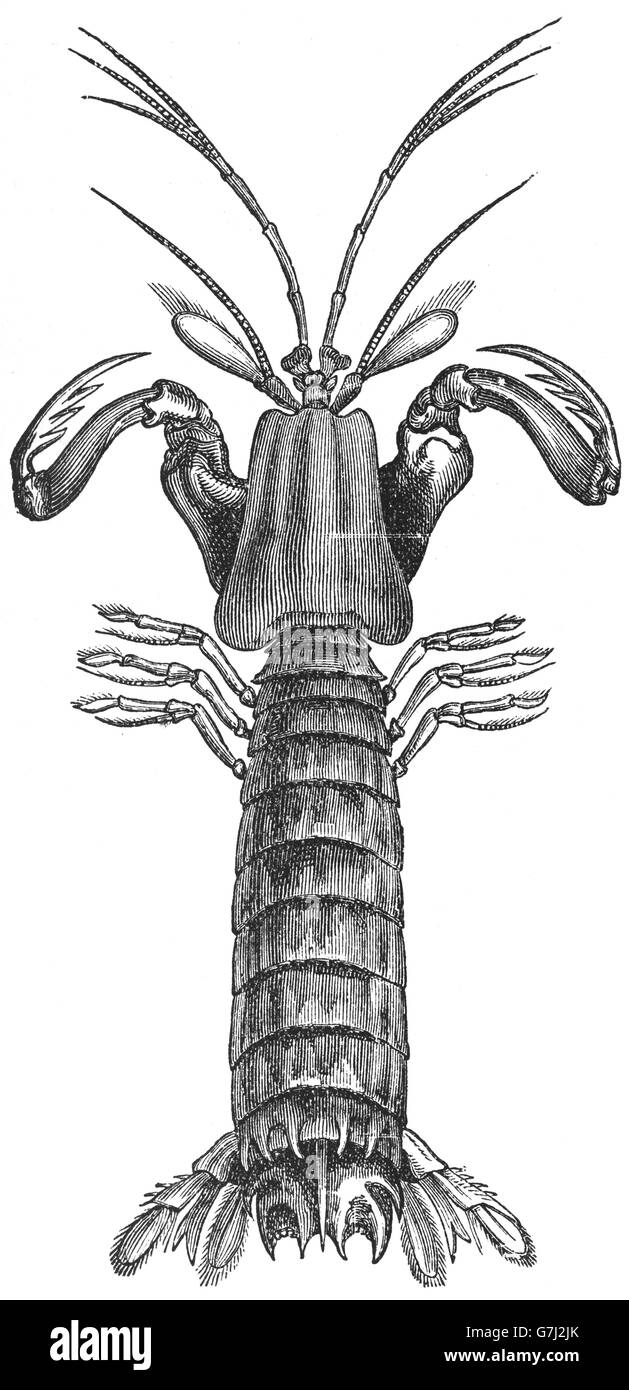 Squilla mantis, mantis shrimp, illustration from book dated 1904 Stock Photo