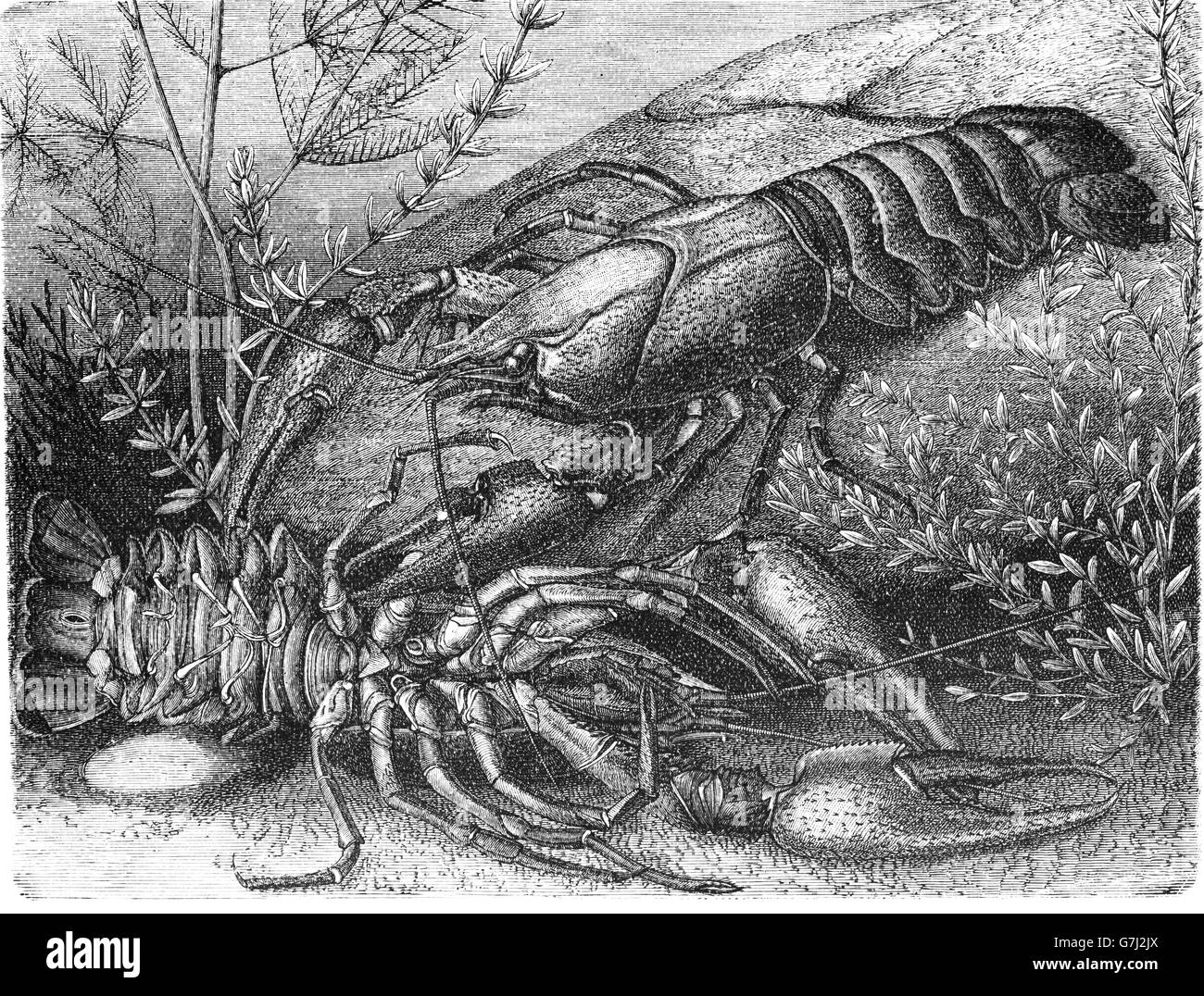 Astacus astacus, European crayfish, noble crayfish, illustration from book dated 1904 Stock Photo