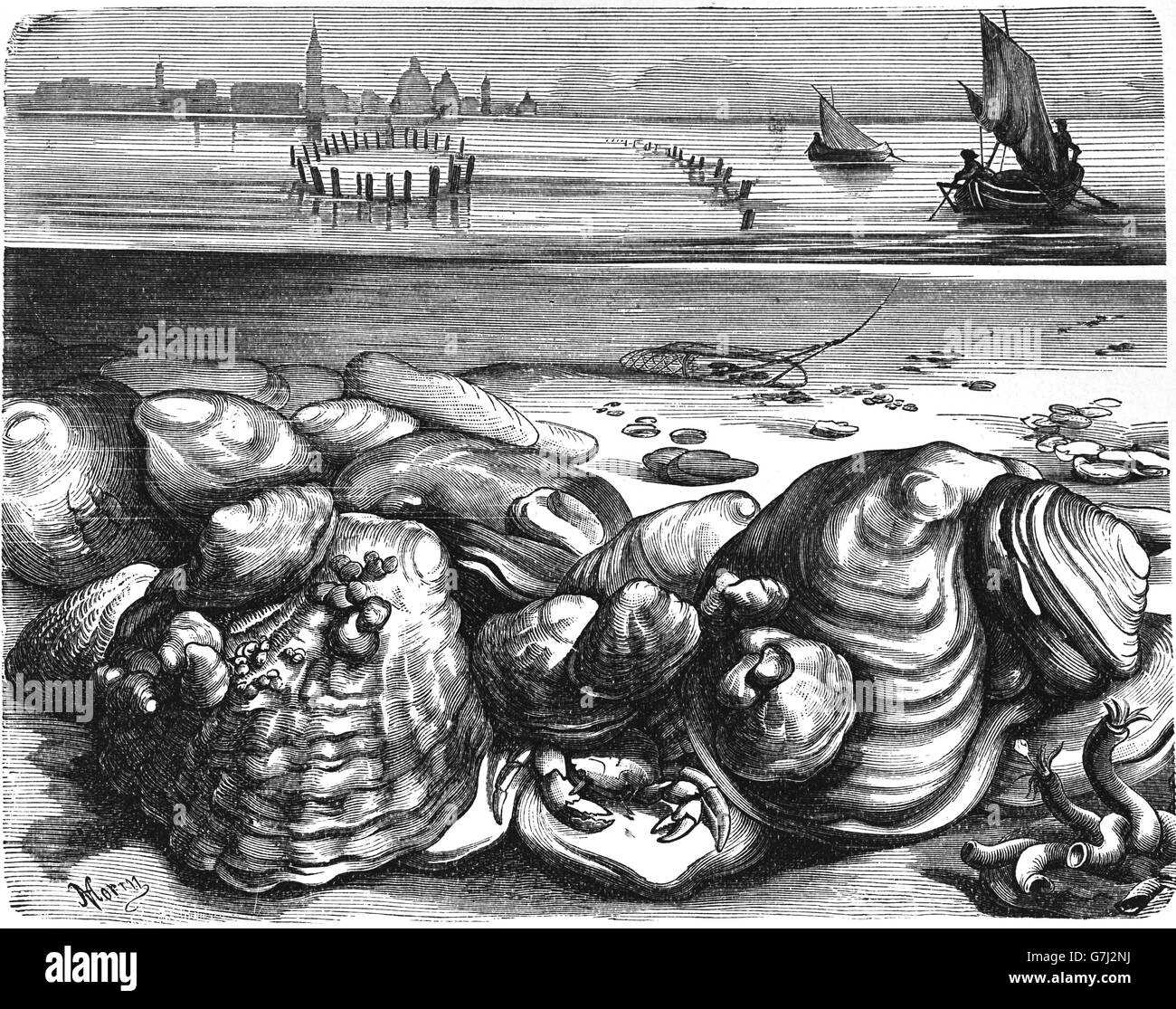 Oyster culture at Mediterranean sea, illustration from book dated 1904 Stock Photo