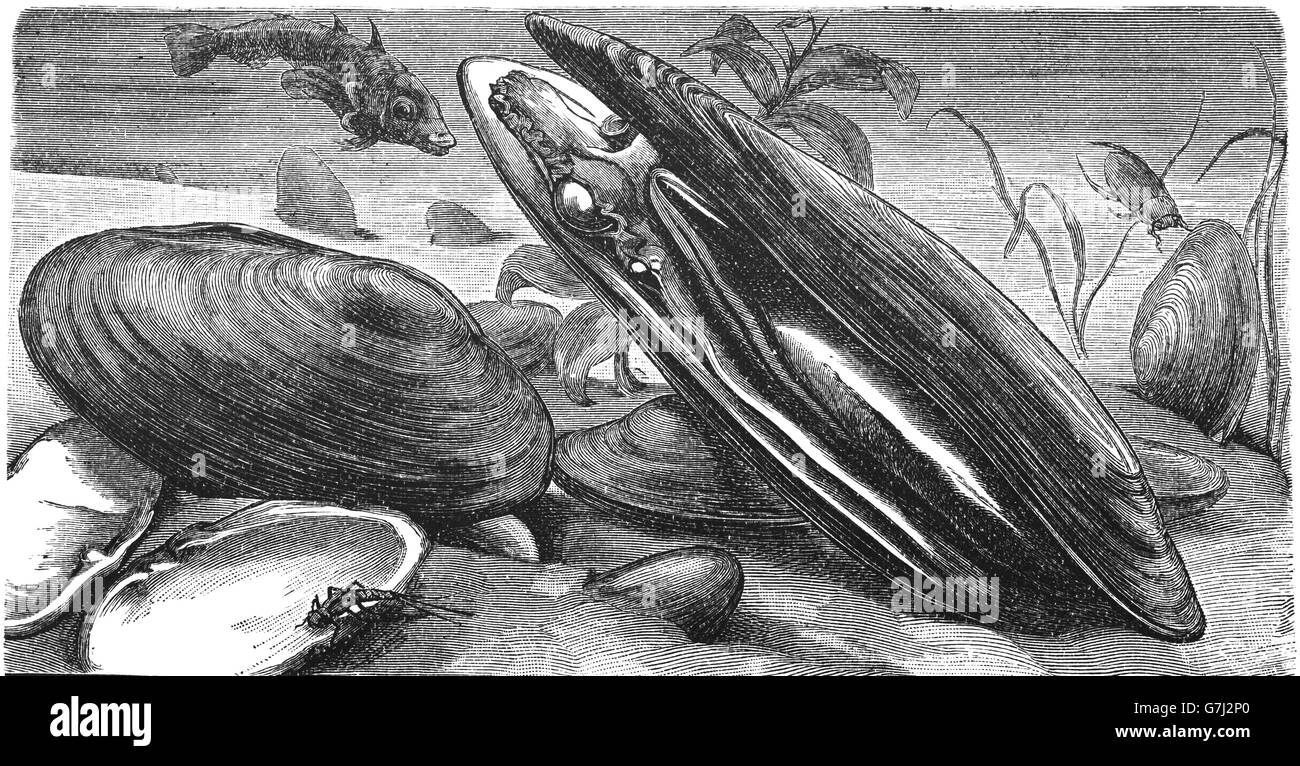 Freshwater mussel illustration hires stock photography and images Alamy