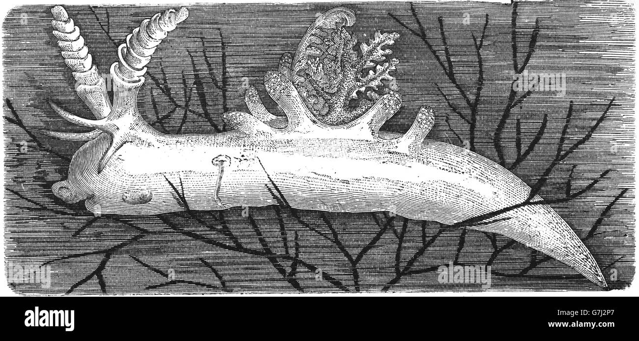 Ancula gibbosa, Atlantic ancula, sea slug, illustration from book dated 1904 Stock Photo