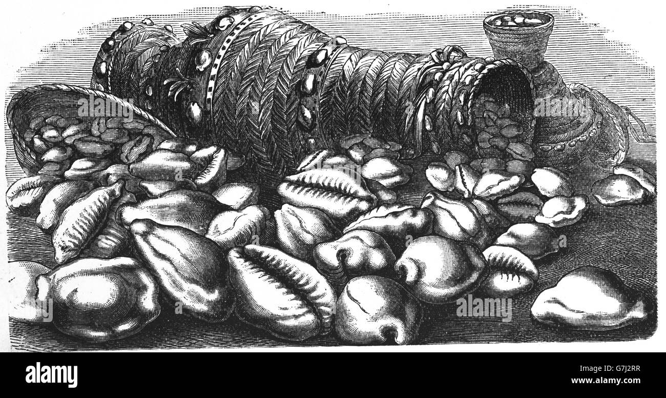 Monetaria moneta, money cowry, sea snail, marine gastropod mollusk, illustration from book dated 1904 Stock Photo
