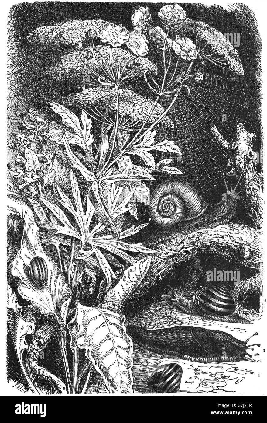 Helix pomatia, Burgundy snail, escargot, helix hortensis, black slug, Arion ater, grove snail, Cepaea nemoralis, illustration fr Stock Photo